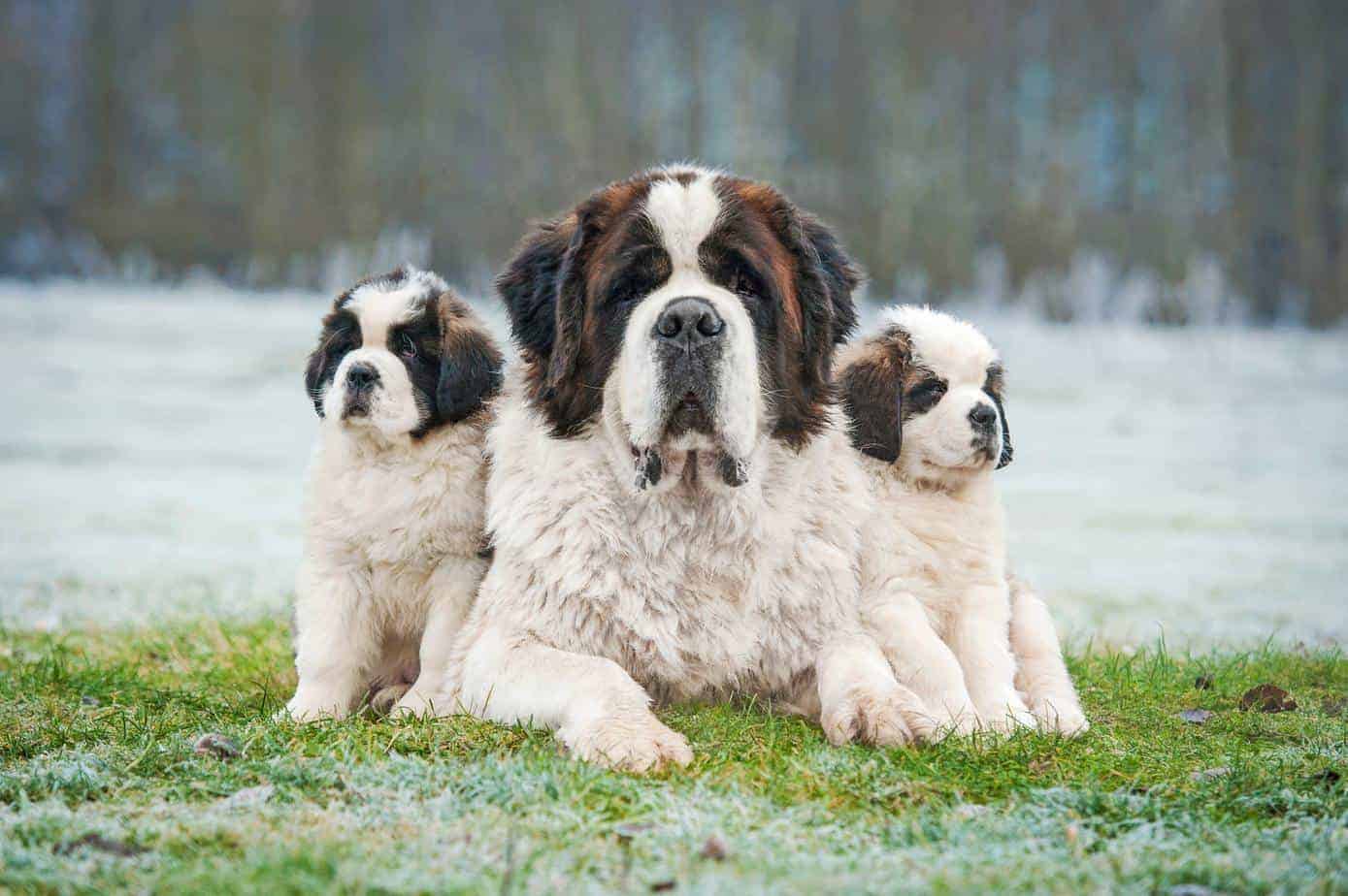  Dog breeds, Saint Bernard Dog