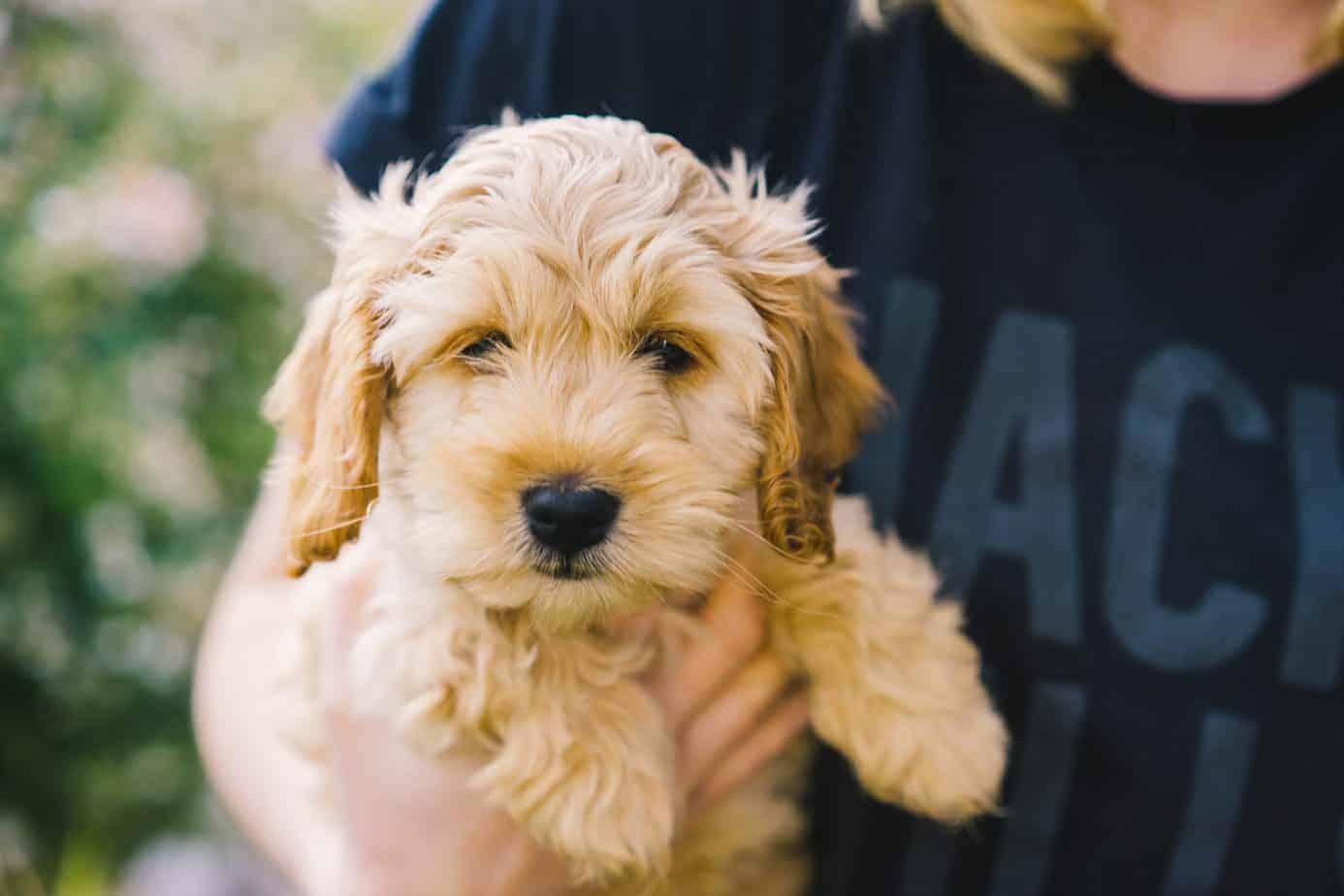Download Adopting A Cockapoo Is A Life Long Commitment So Be Prepared