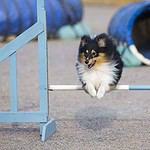 Shetland sheepdog or sheltie runs an agility course. Agility training helps dogs build confidence and learn to pay attention to their handlers. The training includes activities such as jumps and tunnels.