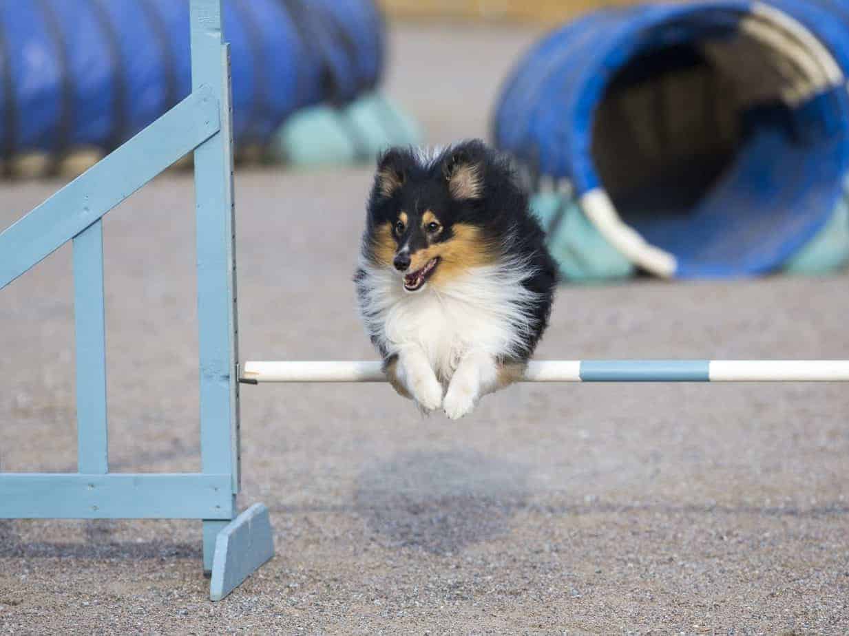 when can i start agility training with my puppy