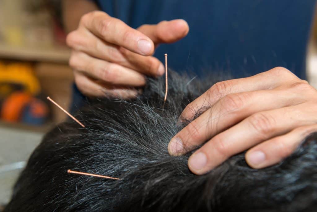 Veterinarian inserts needles in dog's back during canine acupuncture treatment.