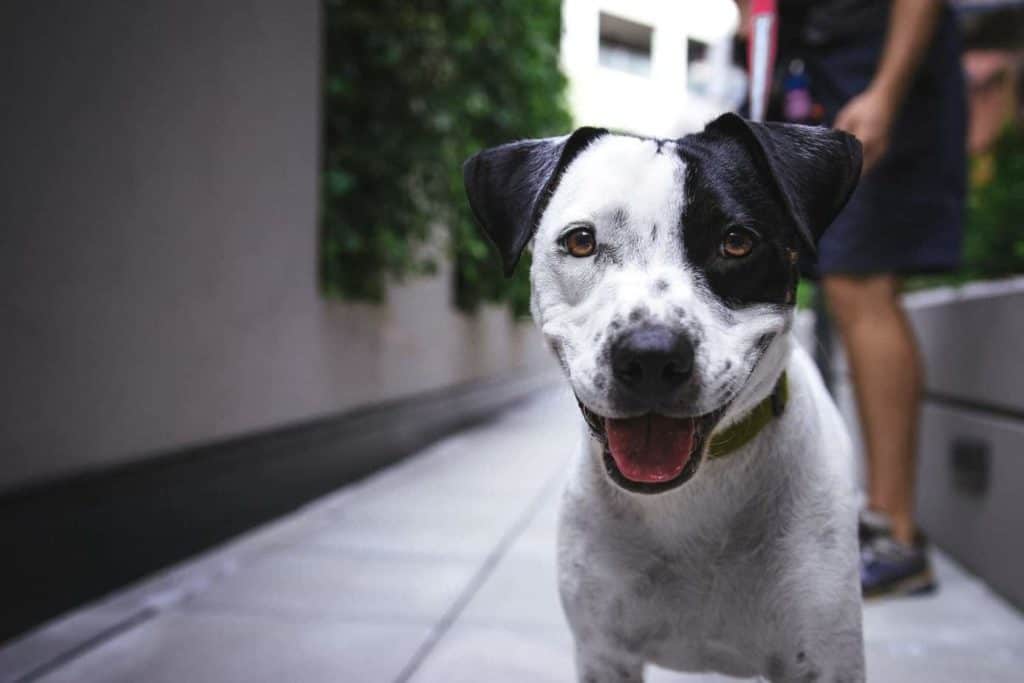 Happy black and white dog. Taking care of your dog is a big job. Sometimes you need to hire help from dog walkers, pet sitters, or other professionals.