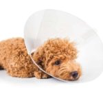 Poodle puppy wears an e-collar. Follow these helpful tips to care for your dog after neutering or spaying to ensure a speedy recovery. Keep your dog calm and use an e-collar if needed.