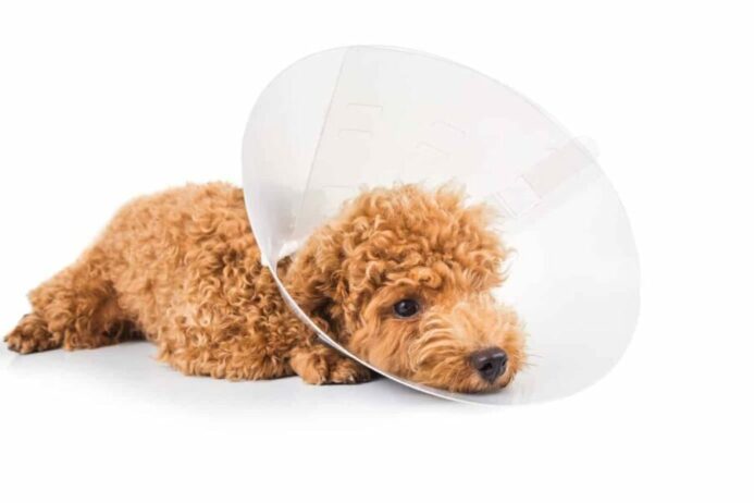 Poodle puppy wears an e-collar. Follow these tips to care for your dog after neutering.