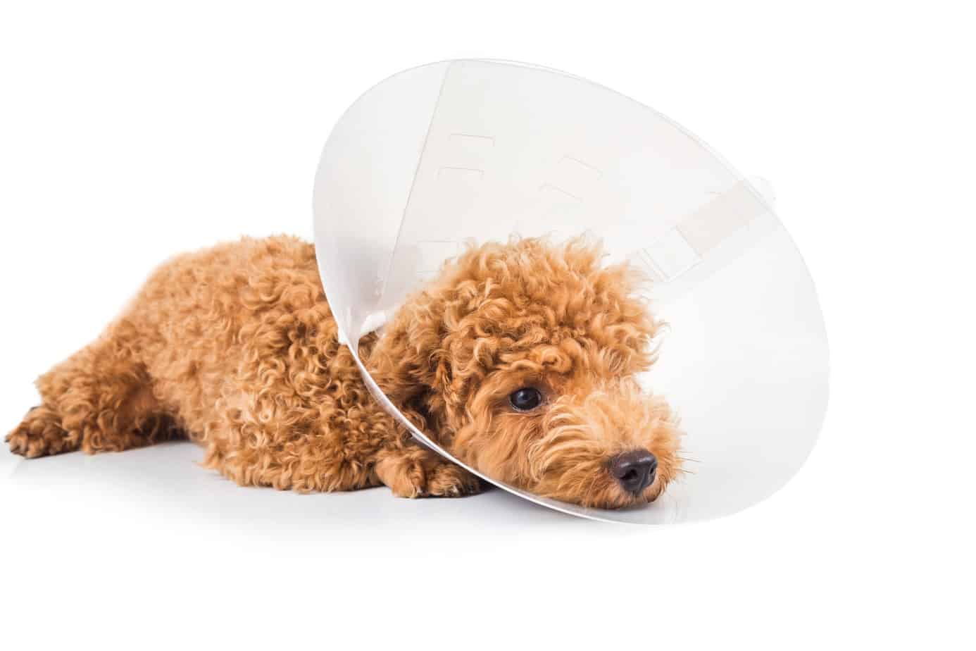Care for your dog after neutering: Limit movement, use an e-collar