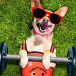 Chihuahua with barbell. To determine how much exercise dogs need consider your dog's age, health and breed. Then, create a plan to keep your dog healthy.