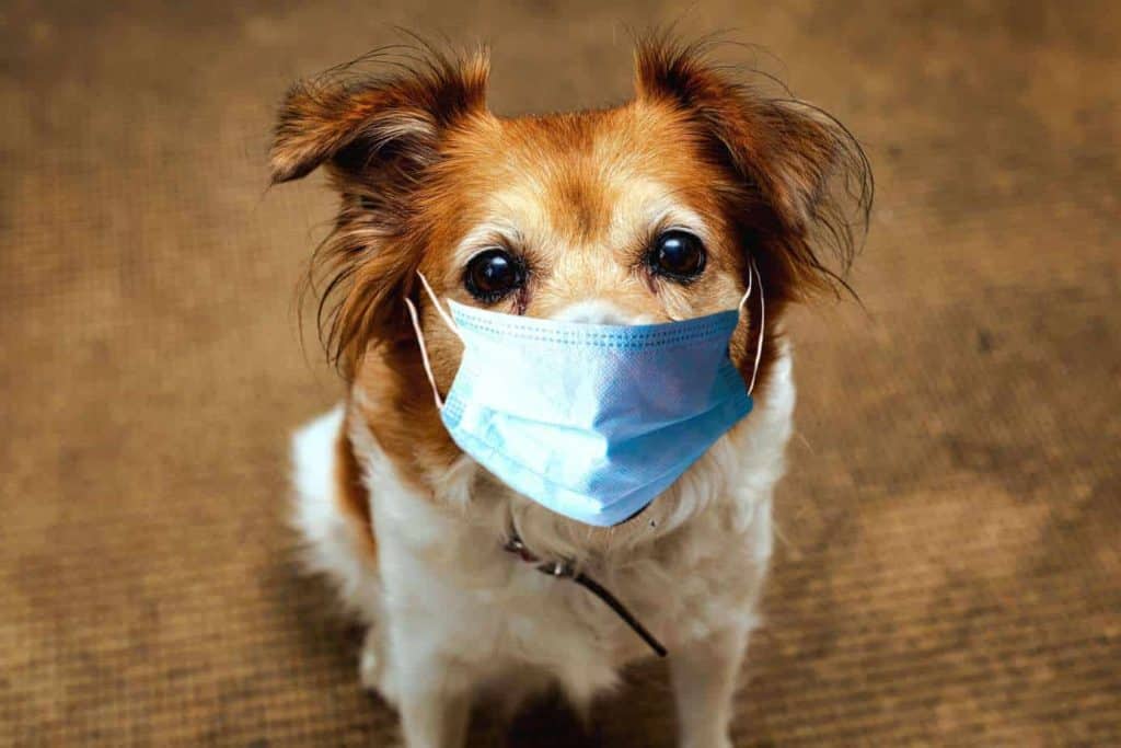 Small brown and white dog wears a mask. Dogs and coronavirus: Canines unlikely to catch or transmit the virus to people or other animals, World Small Animal Veterinary Association says.