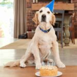 Golden retriever celebrates with cake at a dog birthday party.