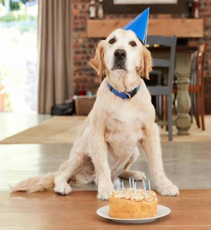 Golden retriever celebrates with cake at a dog birthday party.