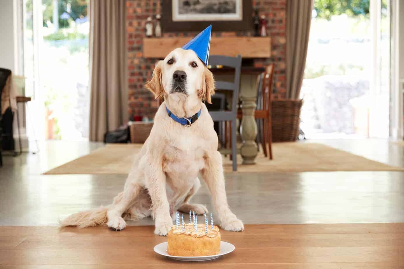 dog-birthday-party-invite-human-friends-and-your-favorite-dogs