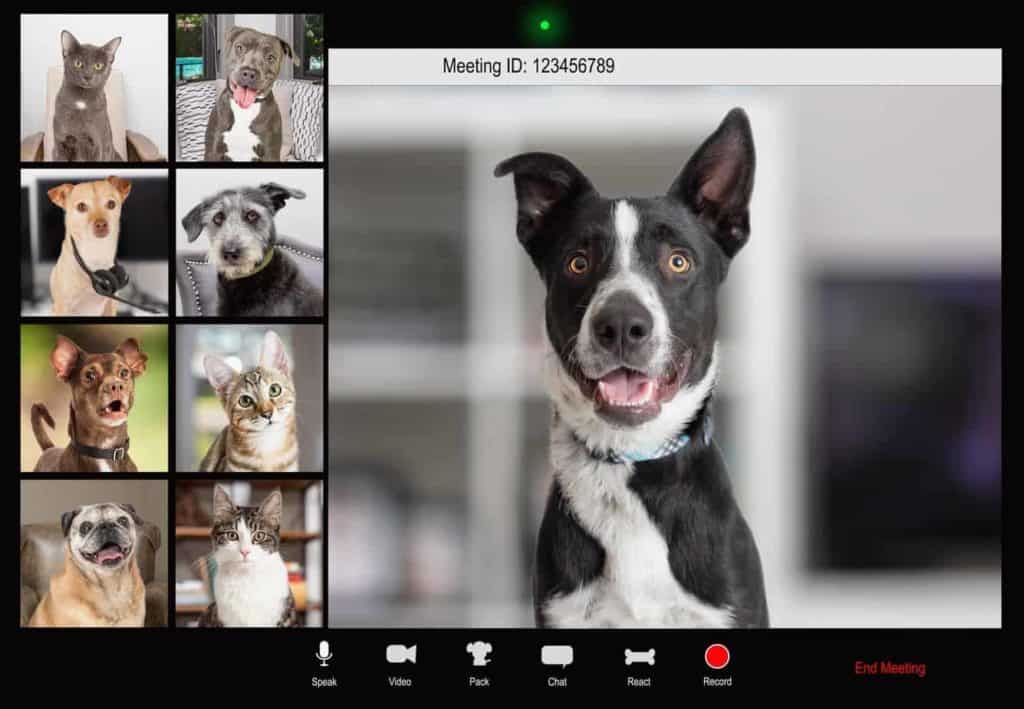 Dogs and other pets on a video conference call. Dog home alone again? If you're preparing to go back to work, get your dog ready. To prevent separation anxiety, use training, treats, and a safe space.