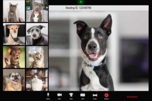 Dogs and other pets on a video conference call. Dog home alone again? If you're preparing to go back to work, get your dog ready. To prevent separation anxiety, use training, treats, and a safe space.