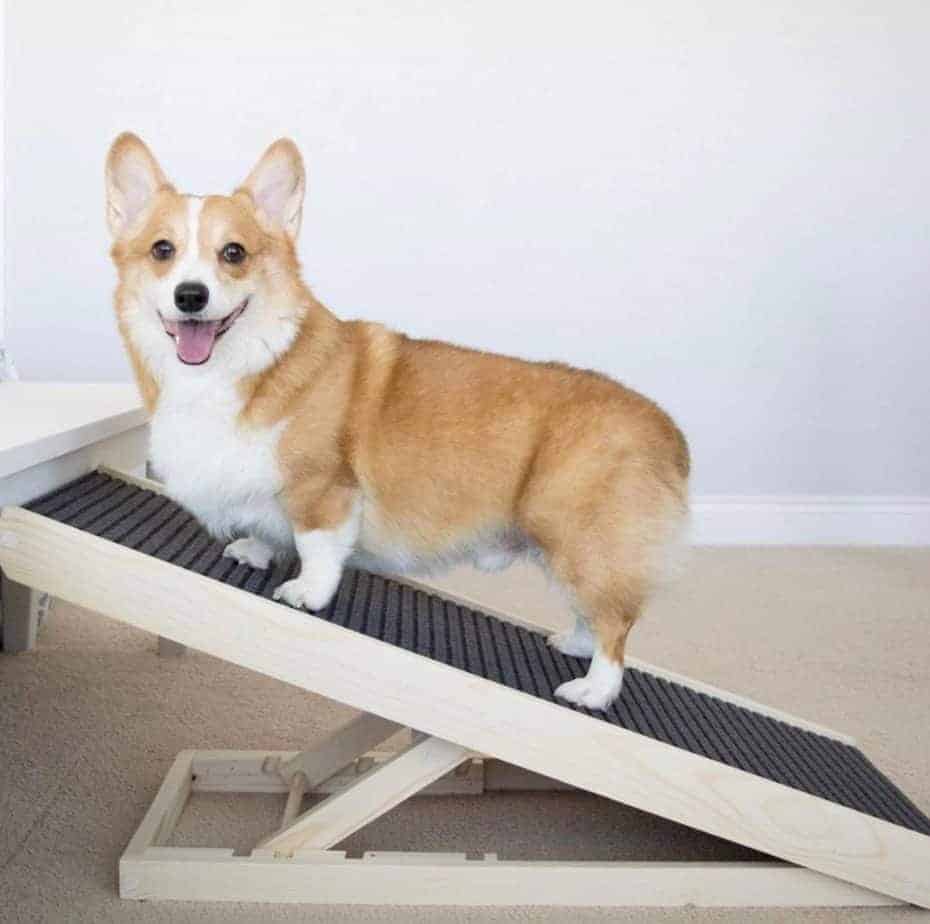 Happy corgi poses on dog ramp. Start dog ramp training by placing the ramp at a low height setting. After your dog gets used to the ramp, encourage him to walk up it with a treat or toy.