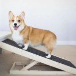 Happy corgi poses on dog ramp. Start dog ramp training by placing the ramp at a low height setting. After your dog gets used to the ramp, encourage him to walk up it with a treat or toy.