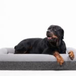 Rottweiler rests on a large Bobby orthopedic dog bed.