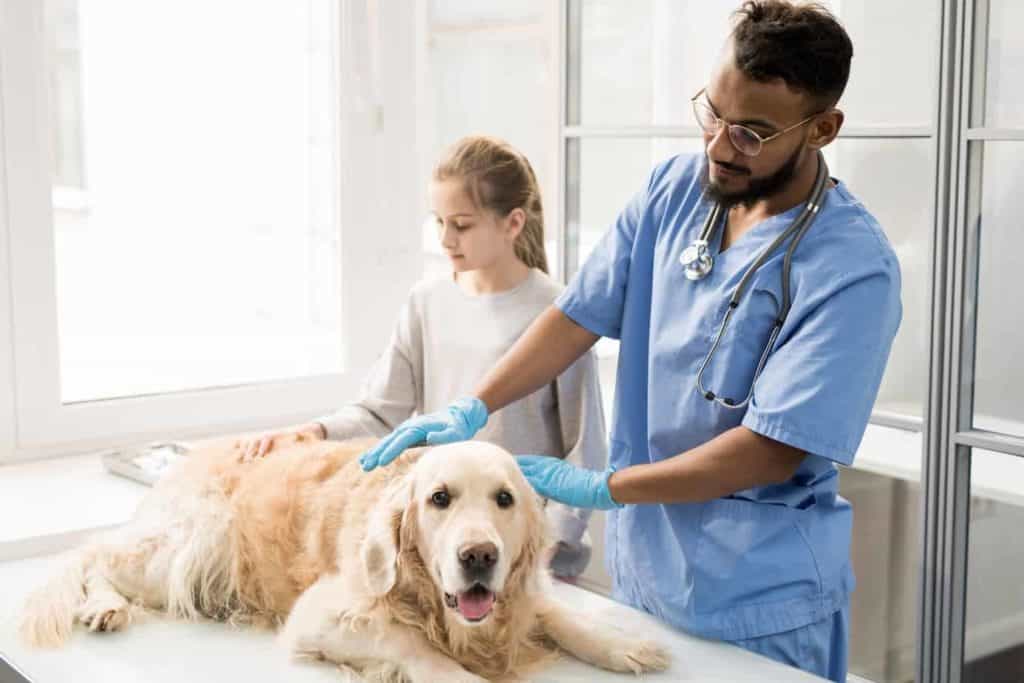 Veterinarian examines Golden Retriever. One out of 10 dogs will develop canine chronic kidney disease during their lifetime. Learn to prevent this condition or make the most of treatment.