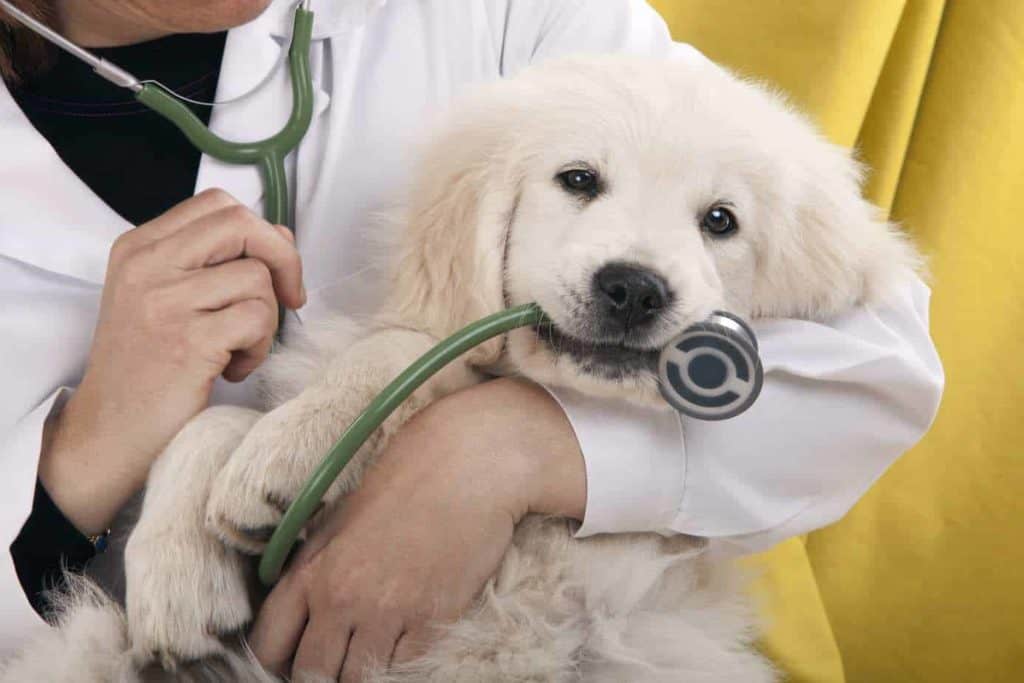 Veterinarian holds Golden Retriever puppy chewing on stethoscope. Pet health insurance helps keep dogs healthy by removing barriers, encouraging preventive care, and diagnosing lifelong conditions early.
