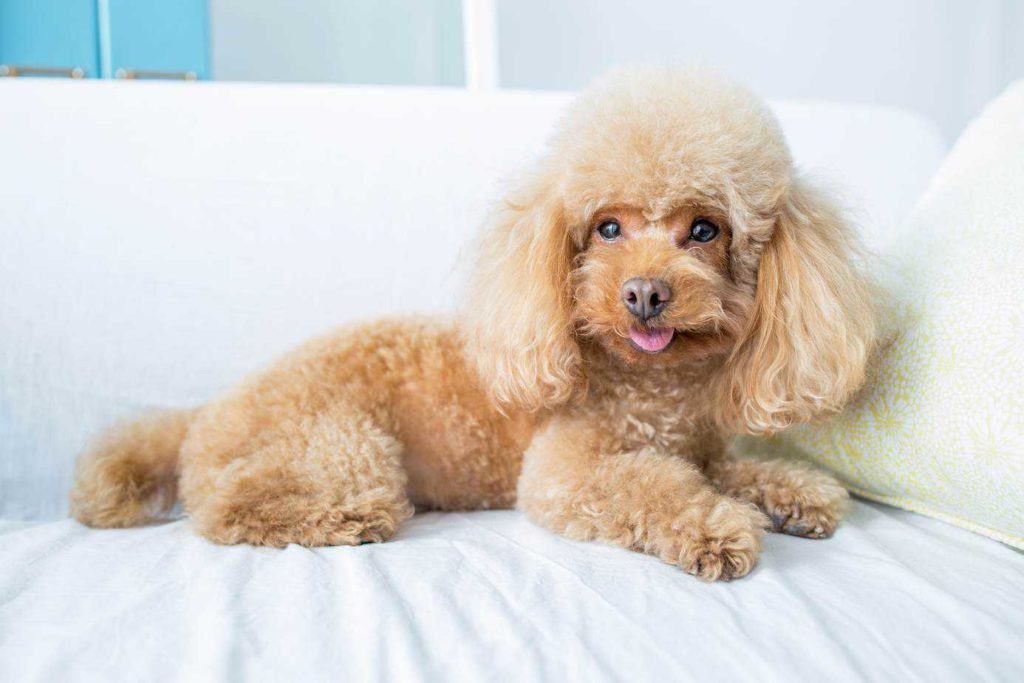 Poodle rests on a bed. The poodle is easy to train, loads of fun, and quite energetic.They like to be with people most of the time and definitely hate being in a kennel.