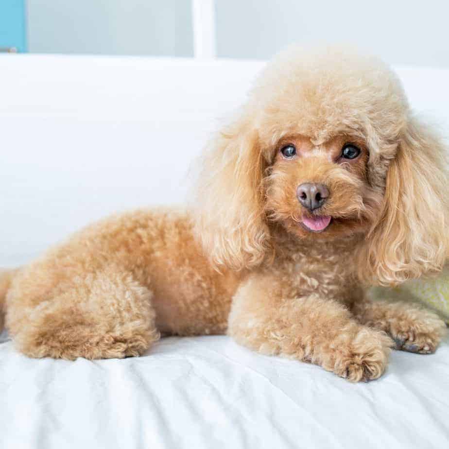 Shih-Poo guide: Temperament, care, training, and grooming tips