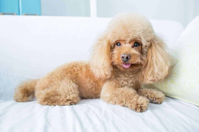 Poodle rests on a bed. The poodle is easy to train.