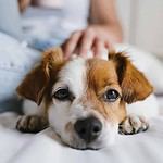 Woman pets Jack Russell Terrier. Adopting a dog is a big commitment. Be sure you're prepared for responsible pet parenting and have the time, money, and energy to bring home a dog.