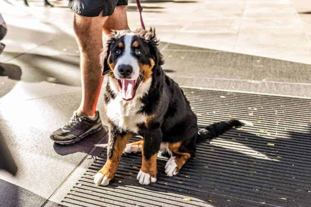 Man walks with Australian Shepherd in metro area. Summer dog walking tips: Check pavement temperature, take advantage of shade, give your dog plenty of water, take shorter walks.