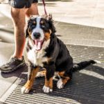 Man walks with Australian Shepherd in metro area. Summer dog walking tips: Check pavement temperature, take advantage of shade, give your dog plenty of water, take shorter walks.