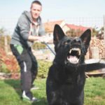 Man trains aggressive black German shepherd dog. Train a dog not to bite: Watch for behavior changes, redirect puppy bites, and reduce frustration with exercise, and mental stimulation.