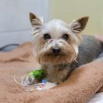 Yorkshire terrier treated with intravenous fluids. Eating products with xylitol toxic for dogs. Consuming it can cause seizures, liver failure, low blood sugar, and in some chronic cases, death.