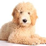 Goldendoodles are ideal dogs for first-time owners. They are smart, friendly and easy to train.