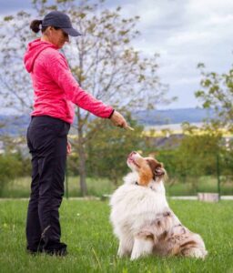 Woman rewards Australian Shepherd for good behavior with a treat.