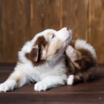 Australian Shepherd with dry skin scratches. Dry skin can make your dog miserable. Help ease your dog's condition with shampoo, olive oil, vitamin E, oatmeal baths, humidifiers.