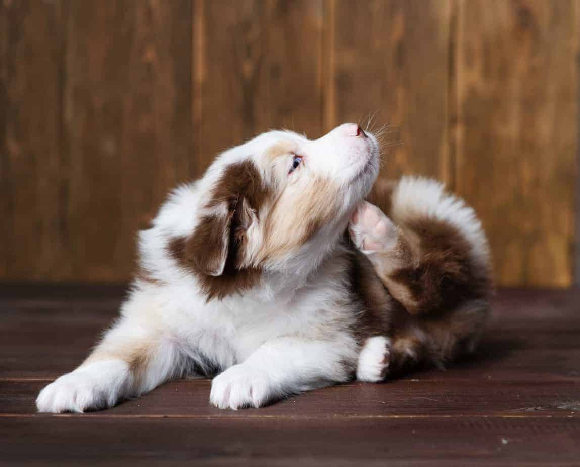 how can i treat my dogs dry skin naturally
