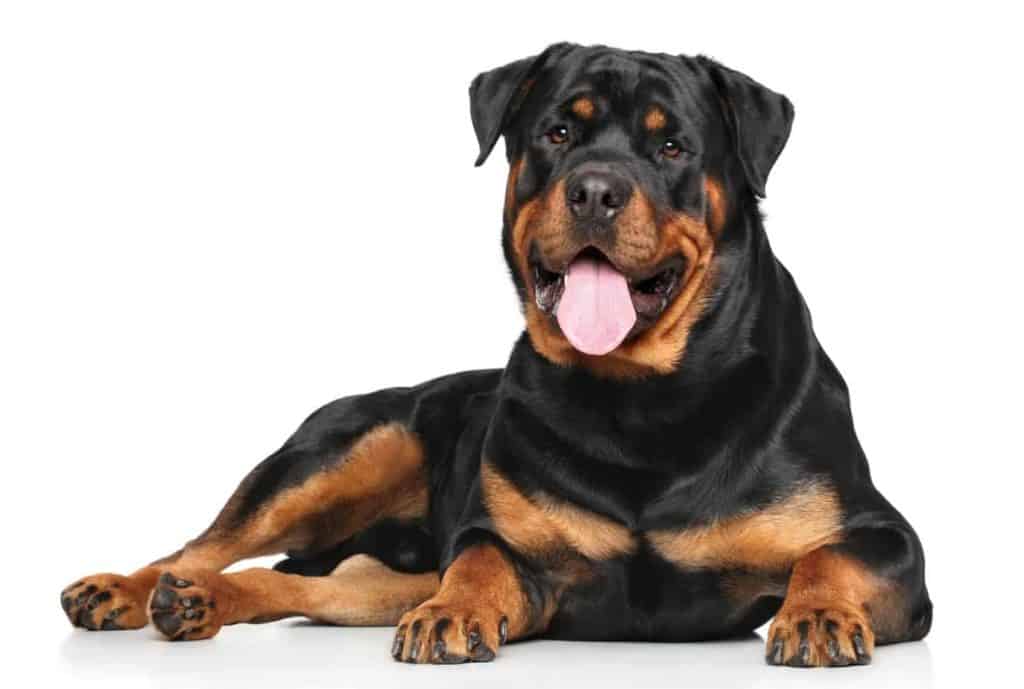 The Rottweiler is as obedient and good-natured as it is strong and powerful. They absolutely love to be with their human parents.