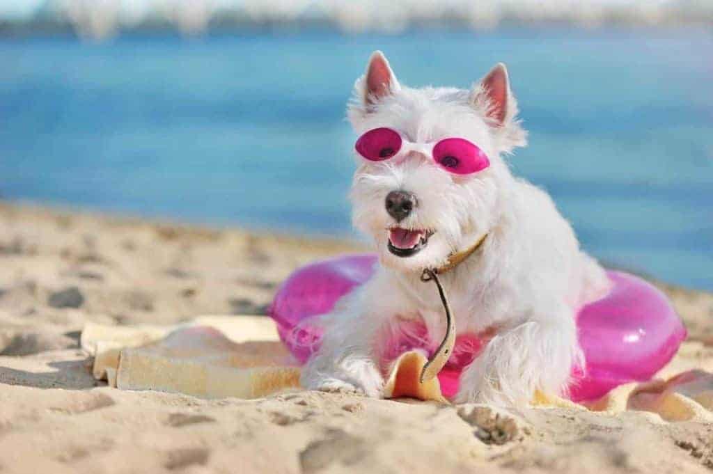 Westie wears sunglasses on the beach. Your dog needs sunscreen if he has light-colored hair or nose, if he spends a lot of time outdoors, or if he has any bald spots.