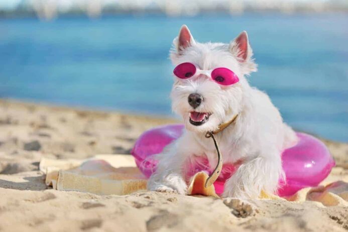 Westie wears sunglasses on the beach. Your dog needs sunscreen if it has light-colored hair or nose.
