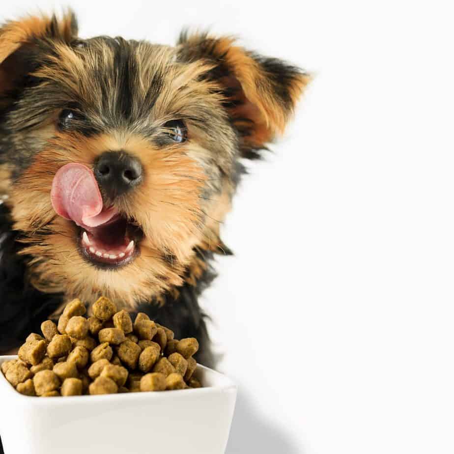 How to choose dog food Consider breed, size, and activity level