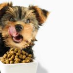 Happy Yorkie puppy licks its lips before eating quality dog food.