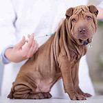 Shar-pei puppy gets vaccinated. Vaccinate your puppy to protect against canine parvovirus. Puppies should get the vaccine three times, ideally when they are eight, 12, and 16 weeks of age.