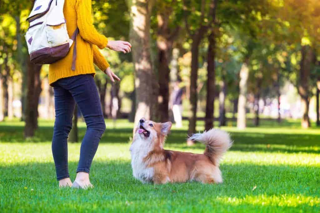 Woman trains Cardigan Welsh Corgi. Teaching basic obedience commands makes them easier to handle.