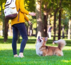 Woman trains Cardigan Welsh Corgi. Teaching basic obedience commands makes them easier to handle.