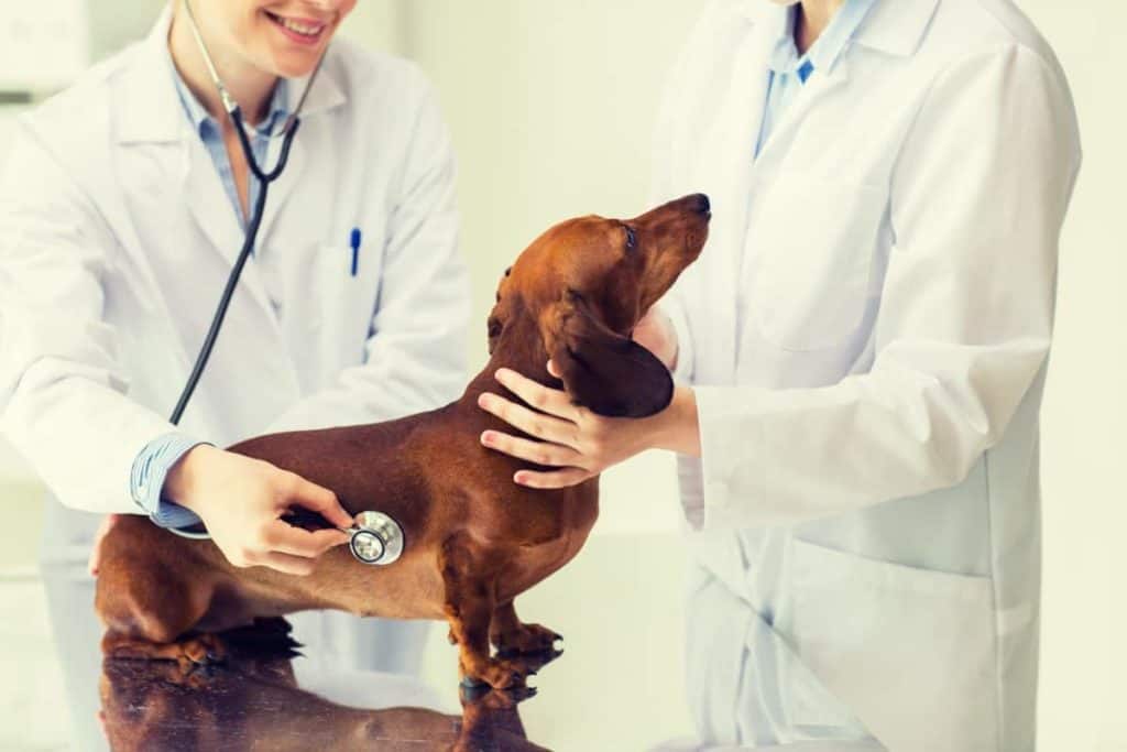 Dachshund gets a regular vet check.