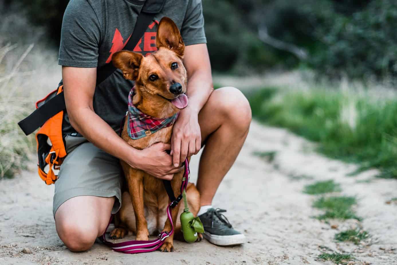 Happy dog on a hike with his owner. Pet foster parents help dogs feel loved and cared for, even if it is temporary until they find their forever home.