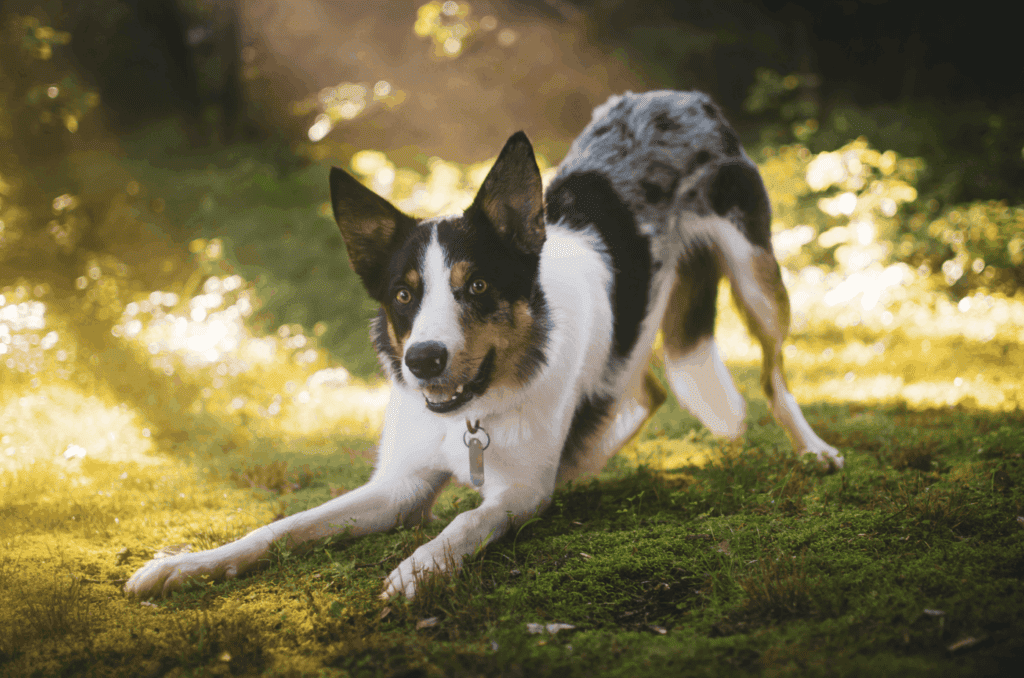 Australian Shepherd plays in grass. A dog's symptoms from grass allergies can be anywhere from hardly noticeable to obvious discomfort.
