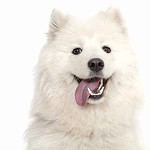 Happy Samoyed with clean, healthy teeth.