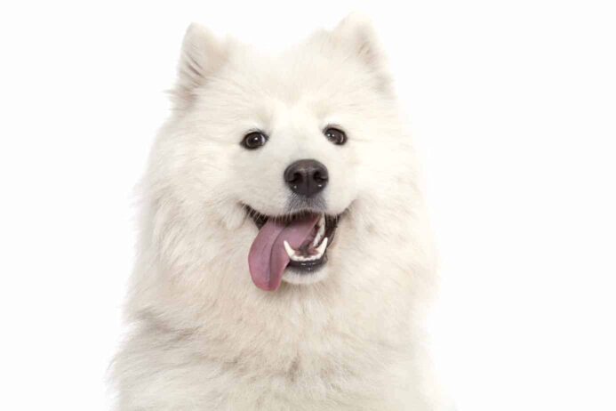 Happy Samoyed with clean, healthy teeth.