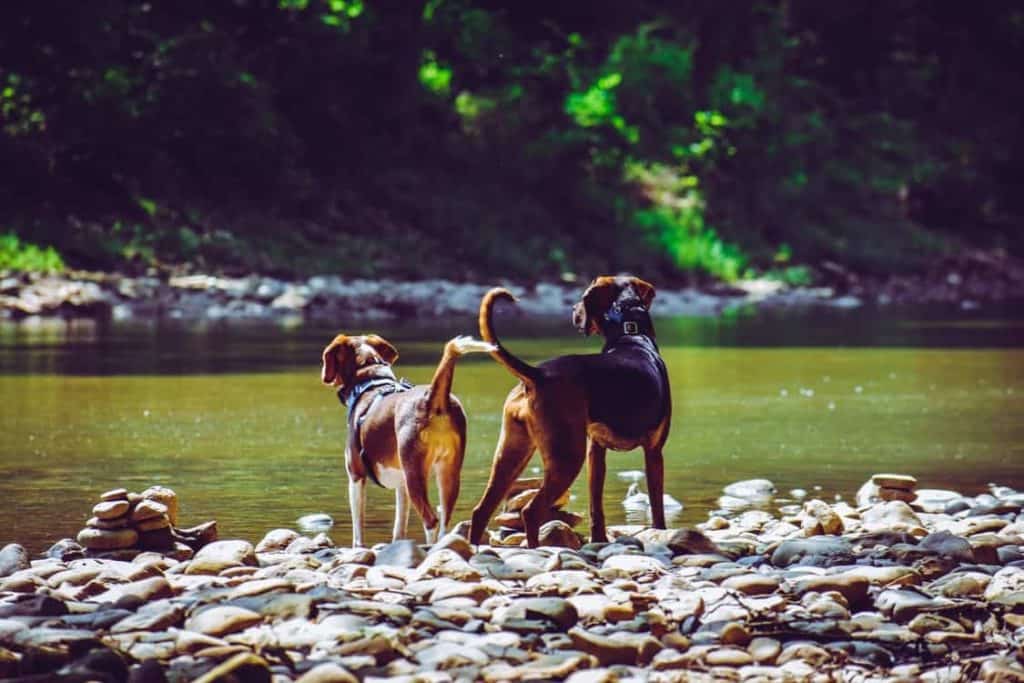 Two dogs stand on stream bank. Keep animals safe: Feed your dog a healthy diet, provide exercise, take your dog for regular vet visits, create a safe space and stay alert.