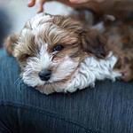 Havanese puppy snuggles on her owner's lap. All dogs want to be lap dog breeds. Most dogs like to cuddle and use climbing into their owners' laps as a chance to communicate.