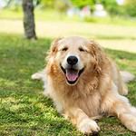 Happy golden retriever lounges on the grass. Potty train an older dog: Establish a routine, use lots of praise, take him outside often, and learn to watch his cues. And never scold.