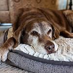 Old dog rests on orthopedic bed. Poor health, obesity, and age are just a few of the reasons why a dog may develop arthritis. Treat arthritis with joint supplements, CBD oil, and diet.
